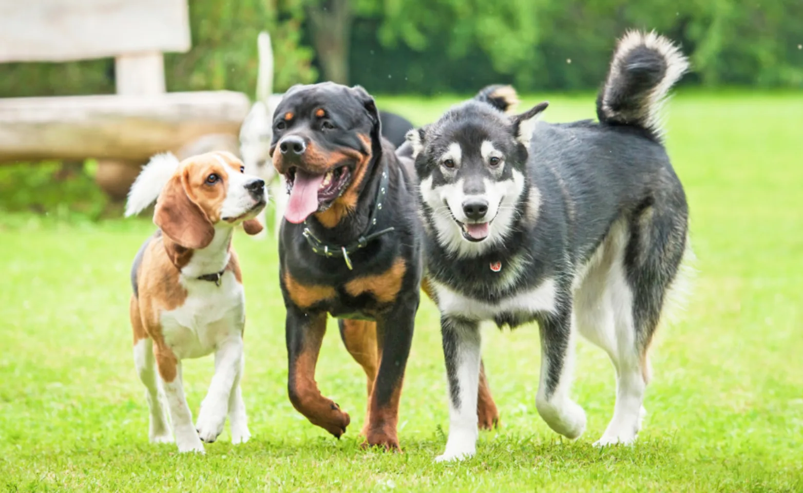 Three Dogs on a Grassy Field